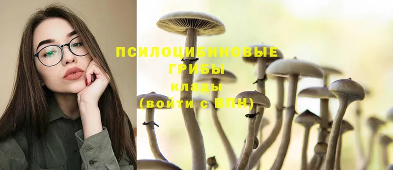 закладка  Гуково  Псилоцибиновые грибы Magic Shrooms 